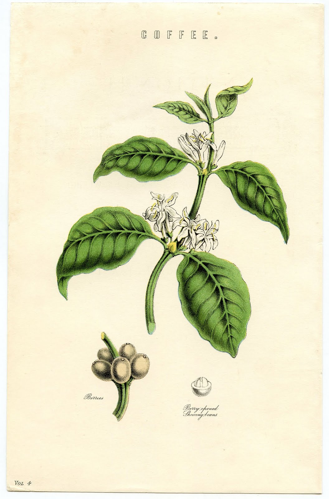 coffee plant clip art - photo #32