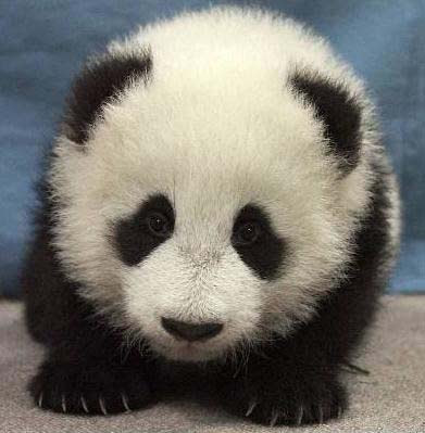 panda3.jpg