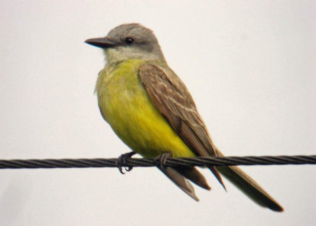 gambar burung - gambar burung merpati