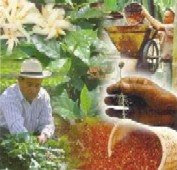 Caficultura Colombiana