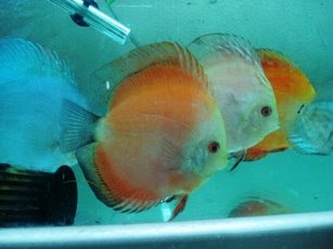 MARAM AQUATIC Indonesian Ornamental Fish Exporter