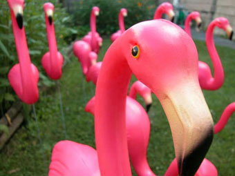 [Plastic+Flamingo.jpg]