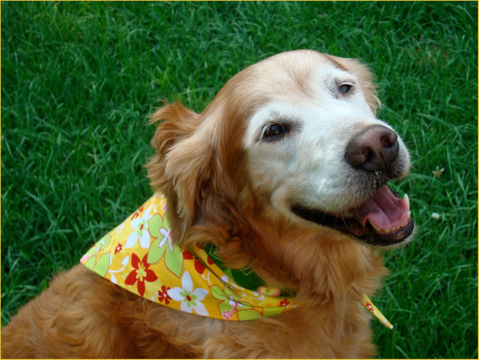 Smells Like Goat's MIlk Golden Woofs