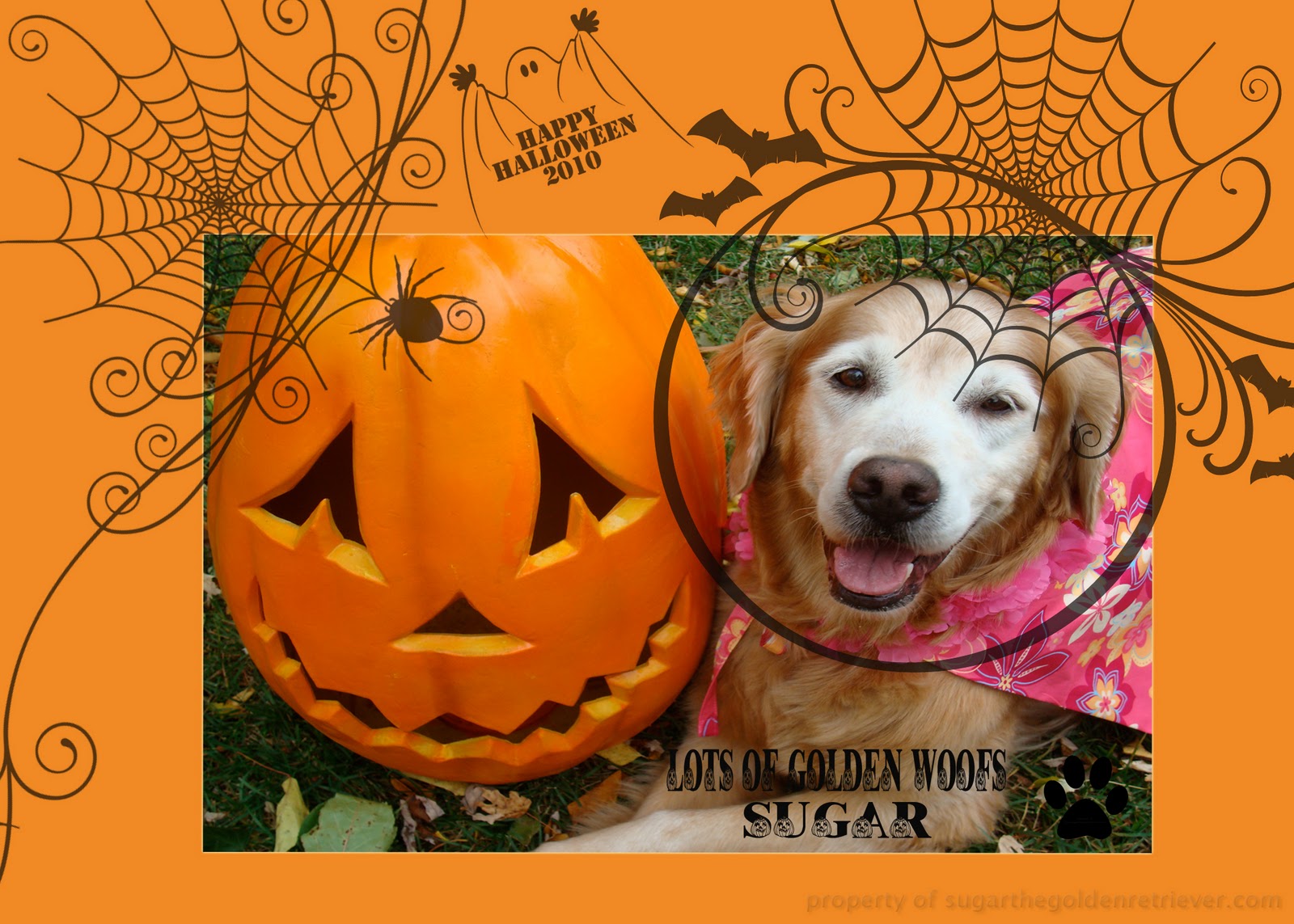 Happy Halloween Weekend Golden Woofs