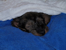 Nukkumatti, nukkumatti lasten illoin kulkee heittää uni hiekkaa...