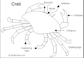 Crab Muscular System 74