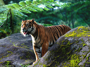 Mighty One, Sumatran Tigar Images, Picture, Photos, Wallpapers