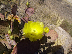 Flor de nopal morado