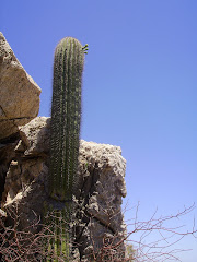 Sahuaro florecido en el Cerro de la Campana.