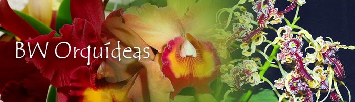BW Orquídeas: Denphal Lilas Claro