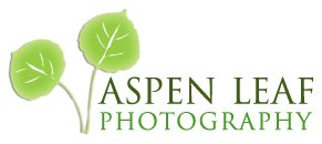 Aspen Leaf Photography
