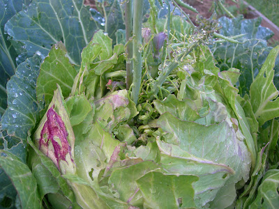Polystyrene Garden Junkie: Flowering vegetables: the curiosity continues