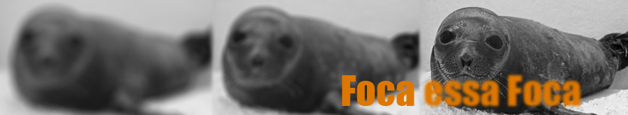 Dicas de Fotografia - Foca essa Foca