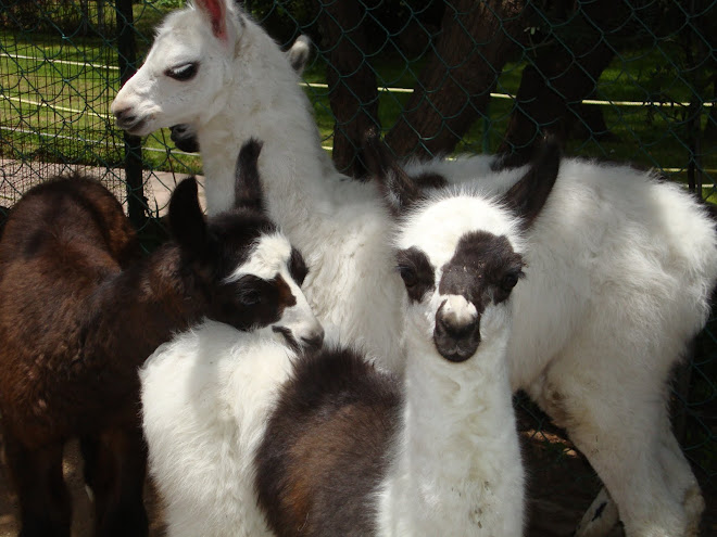 CONOCE LAS LLAMAS BEBES