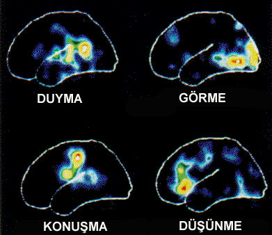 İnsan beyni hakkında ilginç bilgiler - Çörek Otu