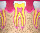Dişin Yapısı