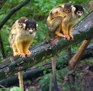 [monkeys+in+tree.JPG]