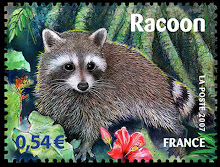 Le Racoon de Guadeloupe