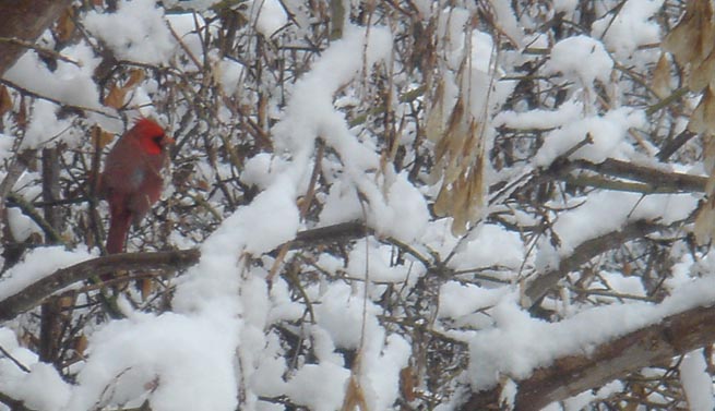 [cardinal+sings+in+snow.jpg]