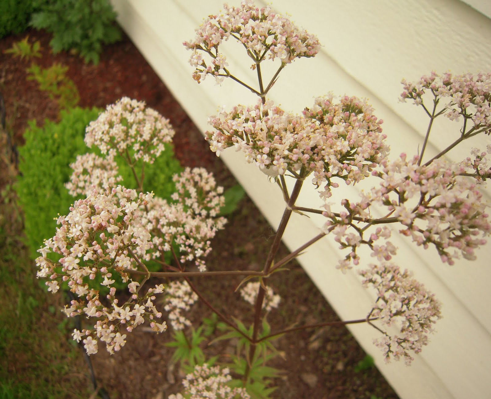 Hail and Welcome To My Garden: The Good And The Really Ugly (Bad)