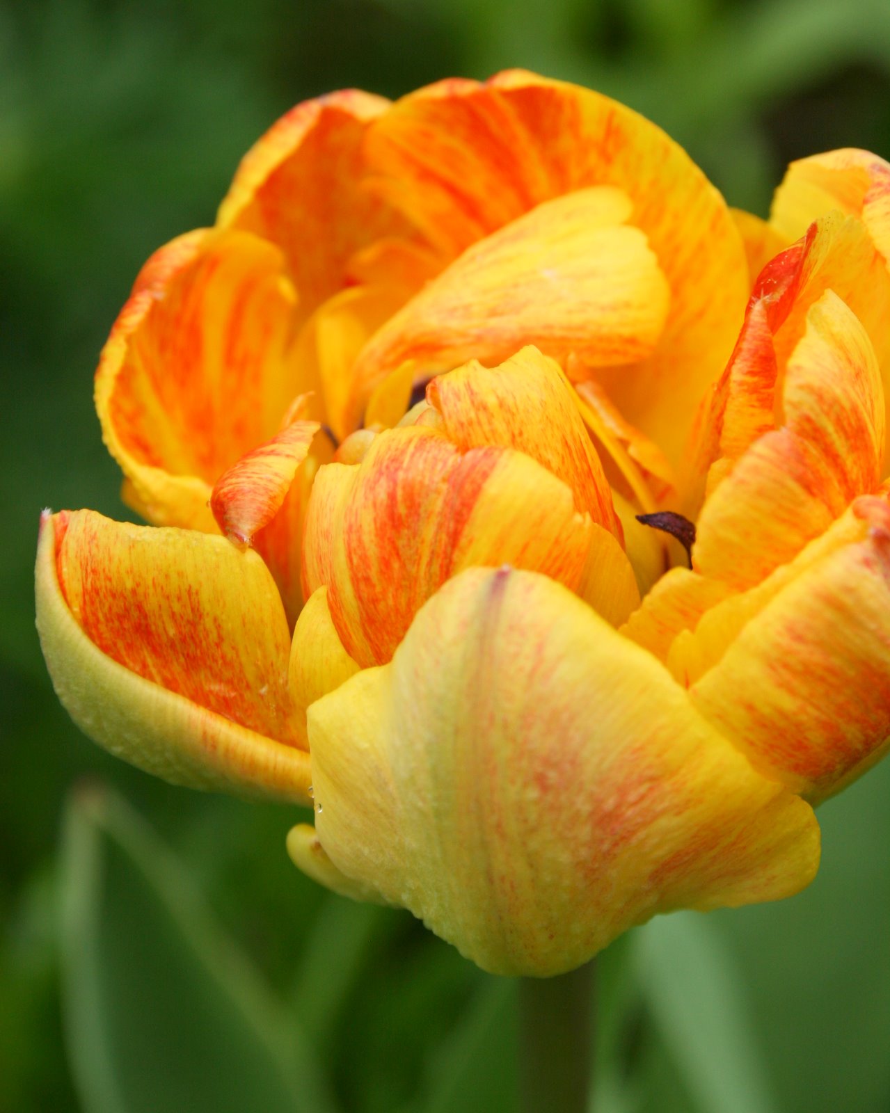 Aiken House & Gardens: Spring Colors