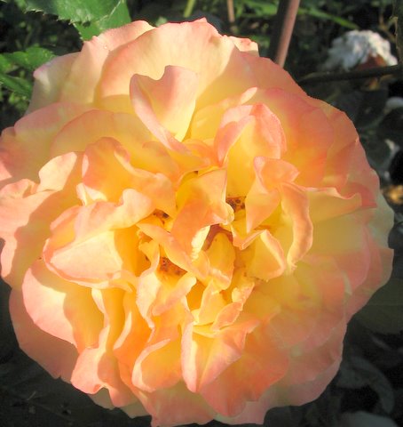 [IMG_2663-724950.jpg]