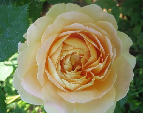 [IMG_2599-725728.jpg]