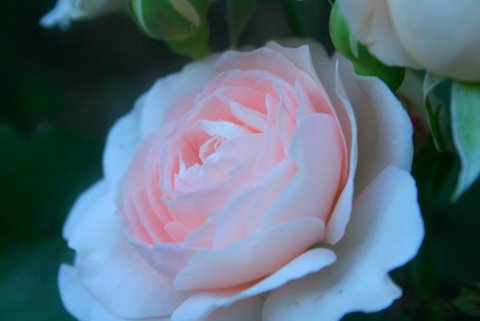 [IMG_8445-728200.JPG]