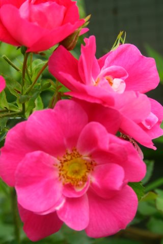 [IMG_8531-742259.jpg]