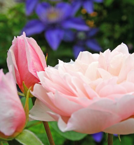 [IMG_6462_edited-751431.jpg]