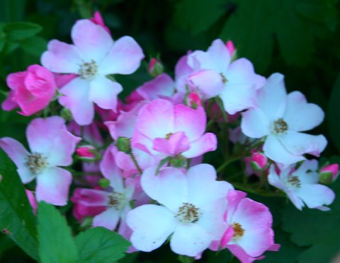 [IMG_6853-748721.jpg]