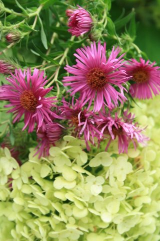 [IMG_9265-786894.JPG]