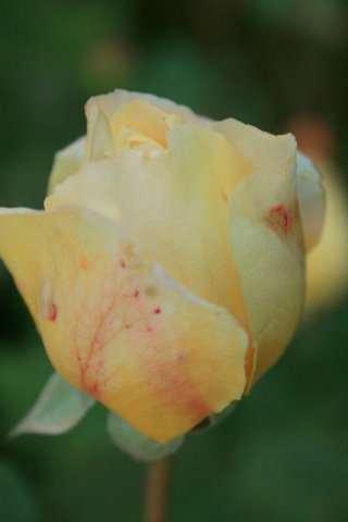 [IMG_8924-797423.jpg]