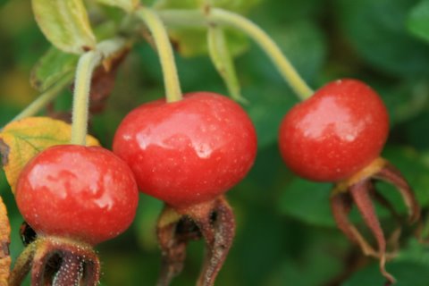 [IMG_8930-700911.jpg]