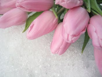 [Tulpenkorb_ligendquer.JPG]