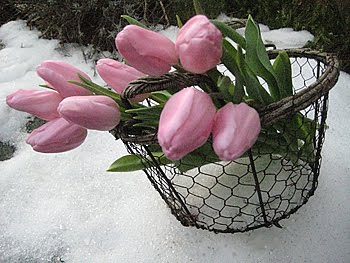 [Tulpenkorb_ganz.JPG]