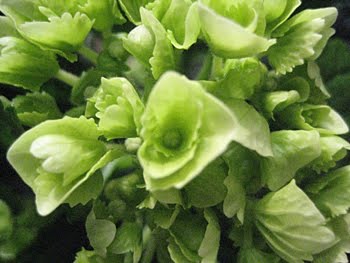 [AngebotBös_Hortensie.JPG]