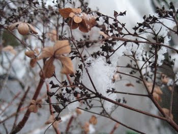 [HortensieAnnette1.JPG]