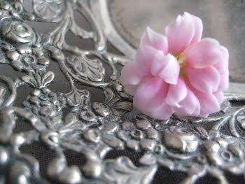 [Cupcake_Silberblume.JPG]