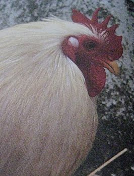 [Huhn-Weiß1.jpg]