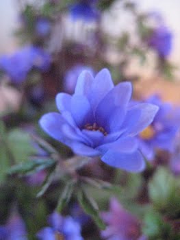 [Annemone_Blüte.JPG]