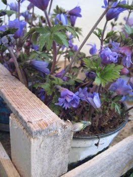 [Annemone_Kiste.JPG]