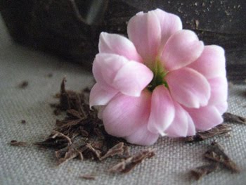 [Cupcake_Schokoblume.JPG]