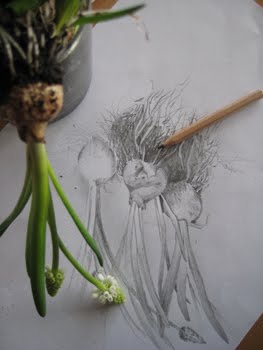 [Zwiebelzeichnung-oben.JPG]