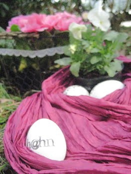 [rosaPrimeln-H@hn.JPG]