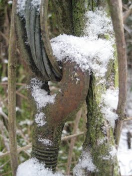 [Winterverwachsung_1.jpg]