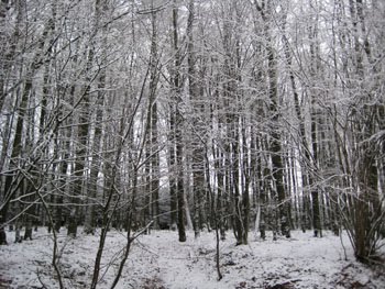 [Winterwald3.jpg]
