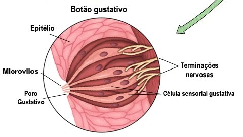 [Botão+Gustativo.jpg]