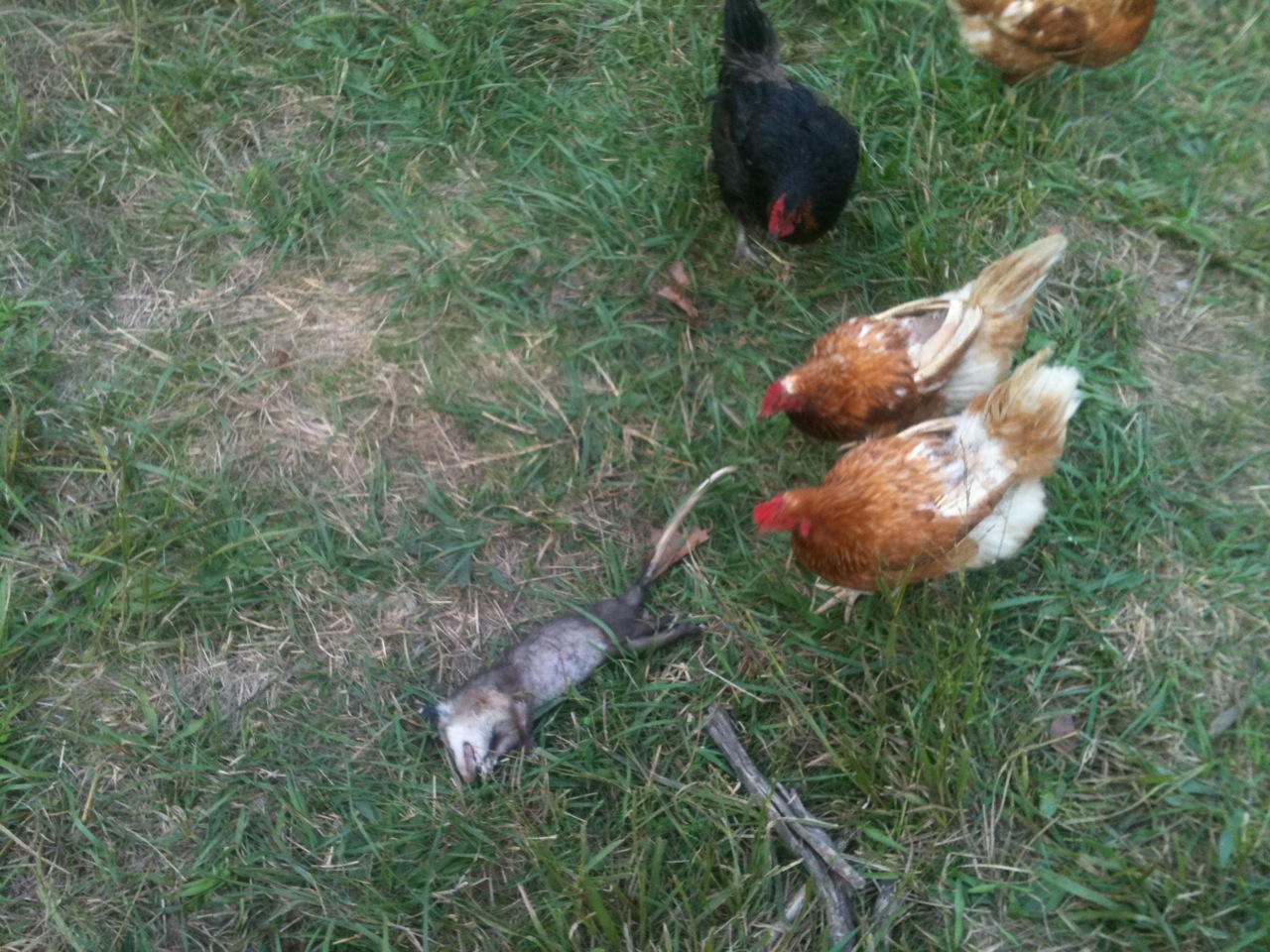 куница. куница куры. куница куры. куница куры. бешеная куница.