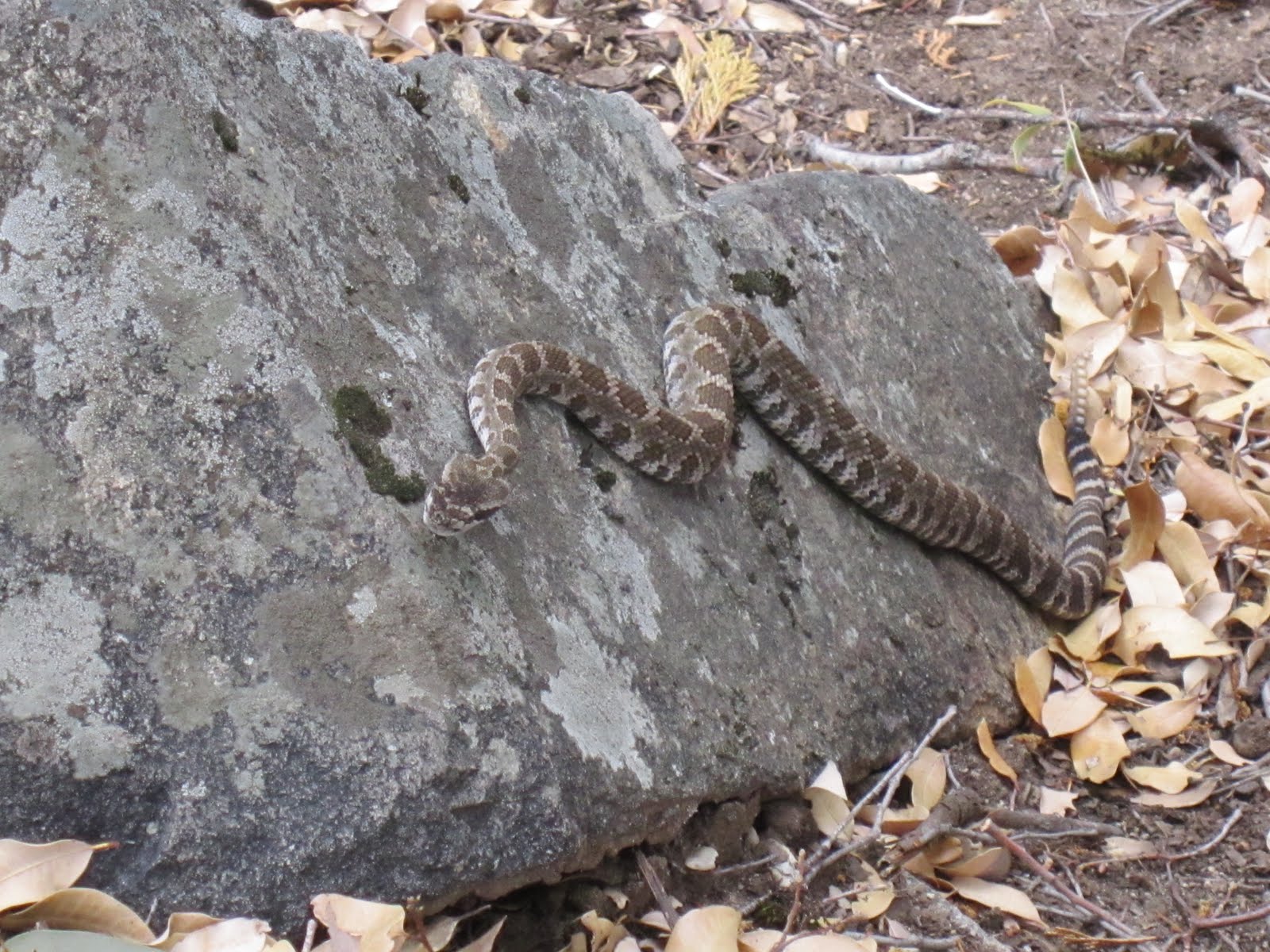 North Fork American River Hiking Trails and Swimming Holes Northern